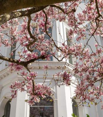 Chelsea Flower Show Week: What Tenants Love About Living Nearby