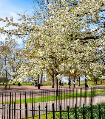 The Best Walking Routes in Kensington & Chelsea (With or Without a Dog!)